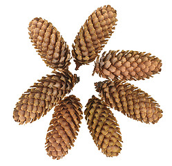 Image showing Pinecone