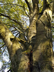 Image showing autumnal tree