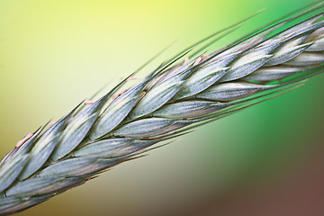 Image showing wheat