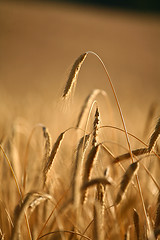 Image showing wheat