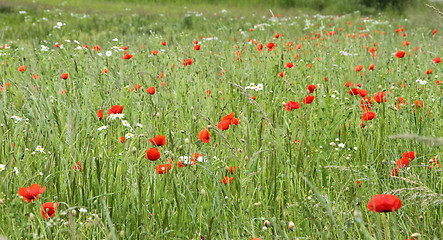 Image showing flower field