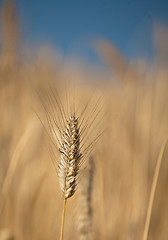 Image showing wheat