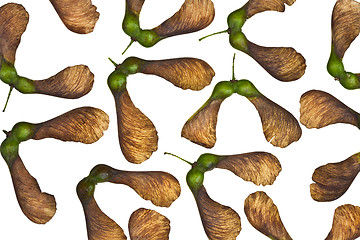 Image showing Maple tree fruit