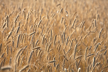 Image showing wheat