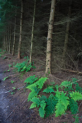 Image showing Forest