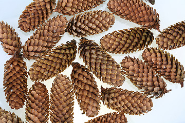 Image showing Pinecone