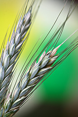 Image showing wheat