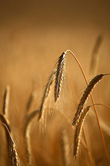 Image showing wheat