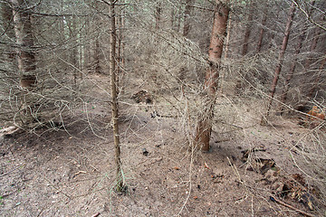 Image showing Forest