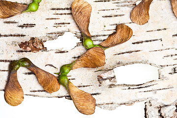 Image showing Maple tree fruit