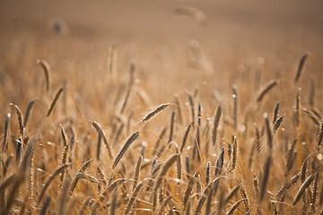 Image showing wheat