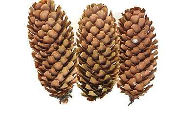 Image showing Pinecone