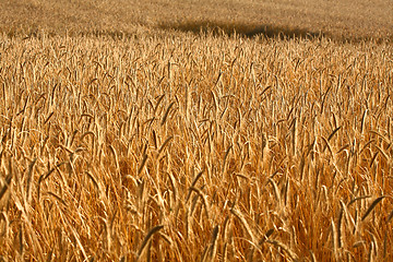 Image showing wheat