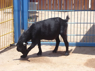 Image showing Black Goat