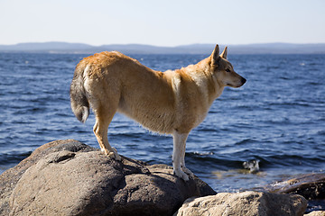 Image showing Hunting dog on a rock by the sea