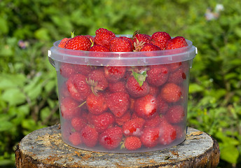 Image showing Ripe strawberries in a transparent bucket