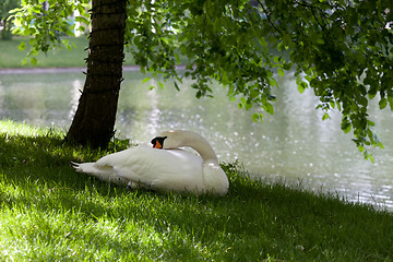 Image showing Mute swan on grass under the tree