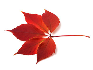 Image showing Autumn virginia creeper leaf 