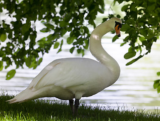 Image showing Mute swan on glade under the tree.