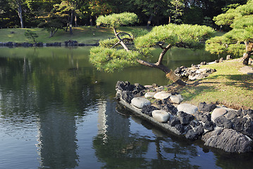 Image showing japanese pine
