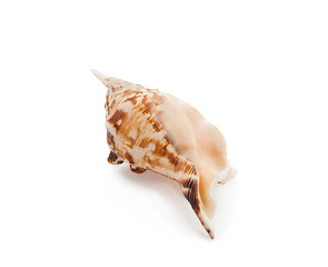 Image showing Sea shell