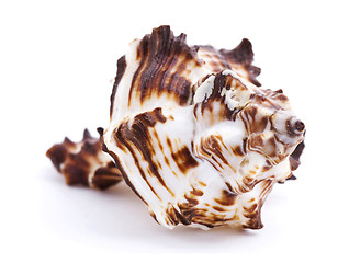 Image showing Sea shell