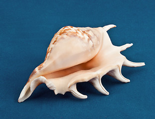Image showing Sea shell