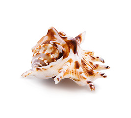 Image showing Sea shell