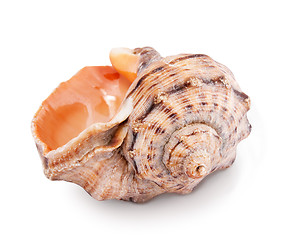 Image showing Sea shell