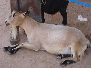 Image showing Sleeping Goat