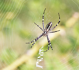 Image showing Spider