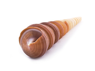 Image showing Sea shell