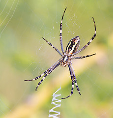 Image showing Spider