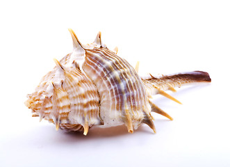 Image showing Sea shell