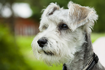 Image showing Dog outdoors