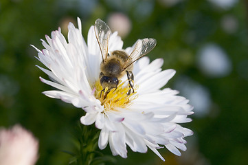 Image showing Bee