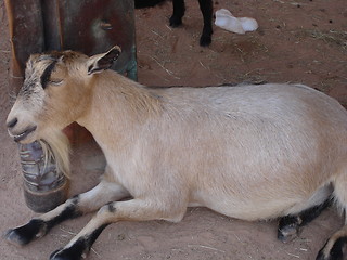 Image showing Tired Goat