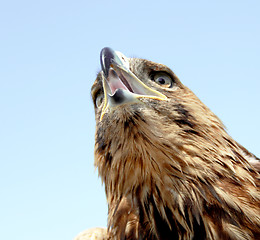 Image showing Eagle head