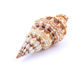 Image showing Sea shell