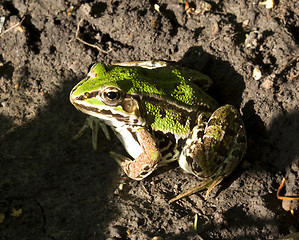 Image showing Frog Closeup