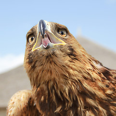 Image showing Eagle head