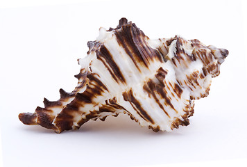 Image showing Sea shell