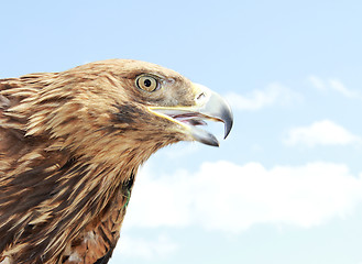 Image showing Eagle head