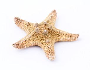 Image showing Sea star