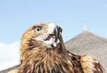 Image showing Eagle head