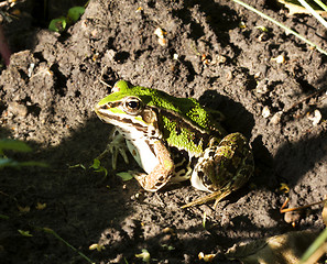 Image showing Frog Closeup