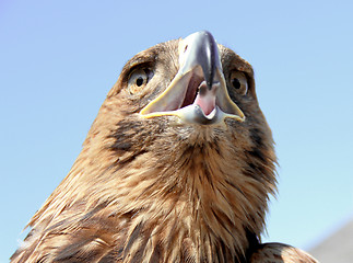 Image showing Eagle head
