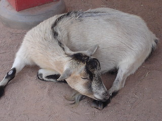 Image showing Lonely Goat