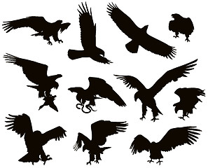 Image showing Eagles