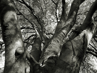 Image showing autumnal tree